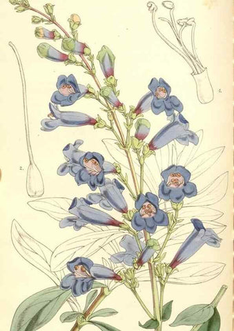 Reproducción/Reproduction 34885929690: Curtis's botanical magazine.. London ; New York [etc.] :Academic Press [etc.]