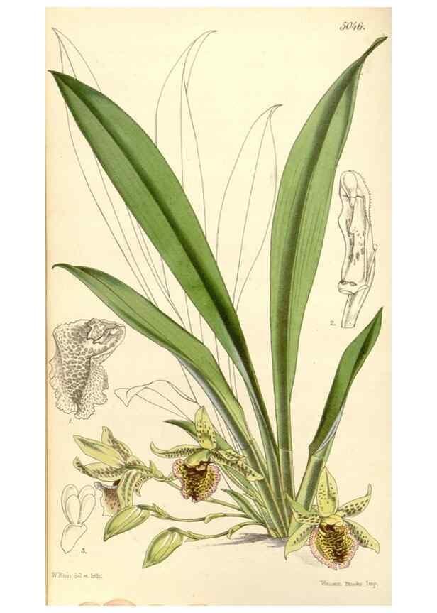 Reproducción/Reproduction 34885931580: Curtis's botanical magazine.. London ; New York [etc.] :Academic Press [etc.]