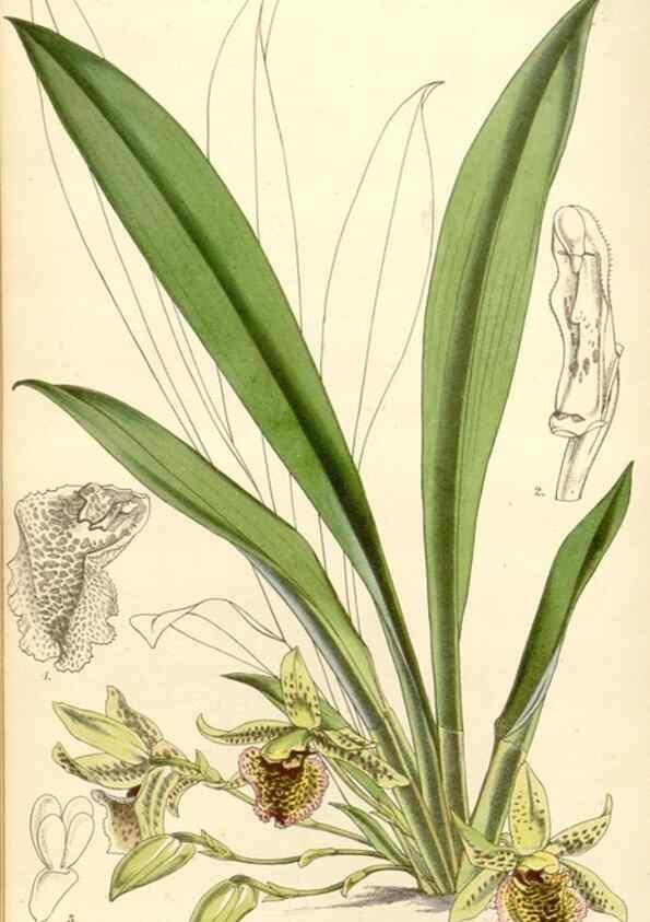 Reproducción/Reproduction 34885931580: Curtis's botanical magazine.. London ; New York [etc.] :Academic Press [etc.]