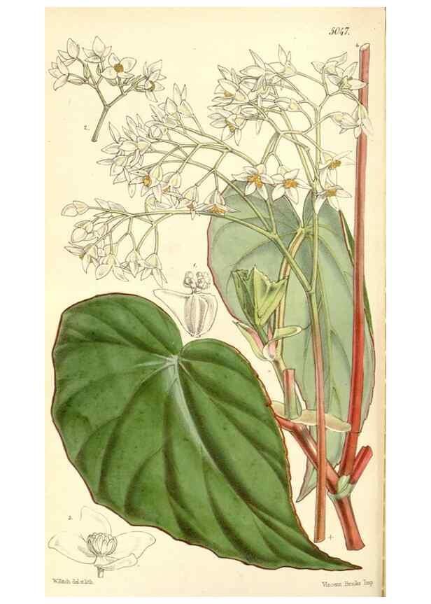 Reproducción/Reproduction 34885933290: Curtis's botanical magazine.. London ; New York [etc.] :Academic Press [etc.]