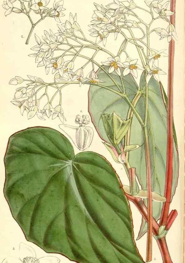 Reproducción/Reproduction 34885933290: Curtis's botanical magazine.. London ; New York [etc.] :Academic Press [etc.]