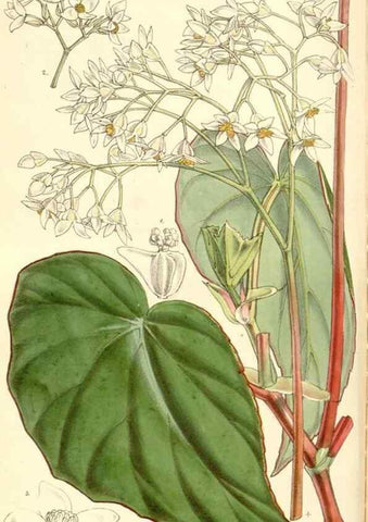 Reproducción/Reproduction 34885933290: Curtis's botanical magazine.. London ; New York [etc.] :Academic Press [etc.]
