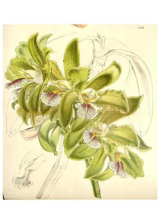 Reproducción/Reproduction 34885934860: Curtis's botanical magazine.. London ; New York [etc.] :Academic Press [etc.]