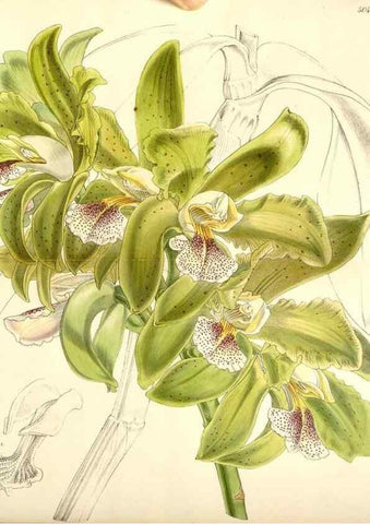 Reproducción/Reproduction 34885934860: Curtis's botanical magazine.. London ; New York [etc.] :Academic Press [etc.]