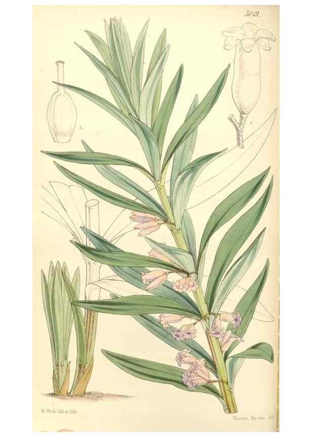 Reproducción/Reproduction 34463715343: Curtis's botanical magazine.. London ; New York [etc.] :Academic Press [etc.]