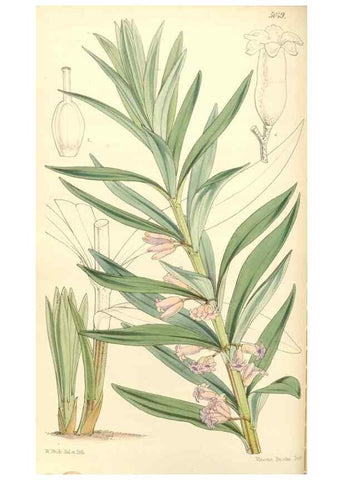 Reproducción/Reproduction 34463715343: Curtis's botanical magazine.. London ; New York [etc.] :Academic Press [etc.]