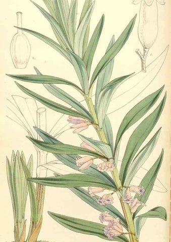 Reproducción/Reproduction 34463715343: Curtis's botanical magazine.. London ; New York [etc.] :Academic Press [etc.]