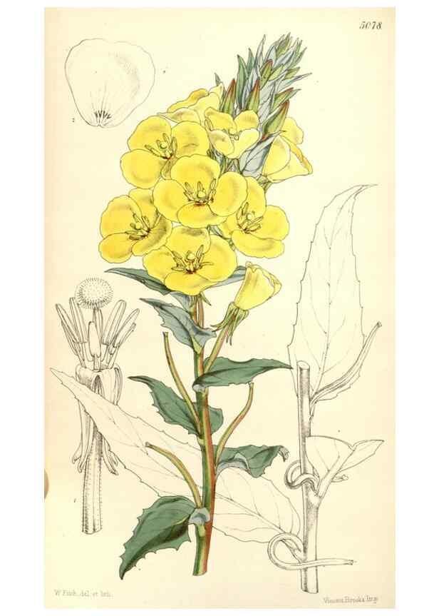Reproducción/Reproduction 34885993050: Curtis's botanical magazine.. London ; New York [etc.] :Academic Press [etc.]