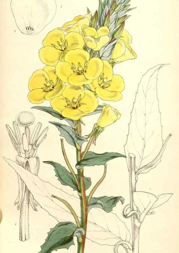 Reproducción/Reproduction 34885993050: Curtis's botanical magazine.. London ; New York [etc.] :Academic Press [etc.]