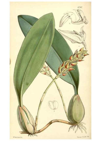 Reproducción/Reproduction 35143173261: Curtis's botanical magazine.. London ; New York [etc.] :Academic Press [etc.]
