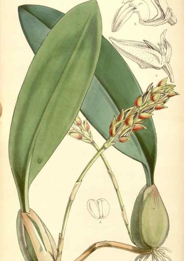 Reproducción/Reproduction 35143173261: Curtis's botanical magazine.. London ; New York [etc.] :Academic Press [etc.]