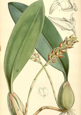Reproducción/Reproduction 35143173261: Curtis's botanical magazine.. London ; New York [etc.] :Academic Press [etc.]
