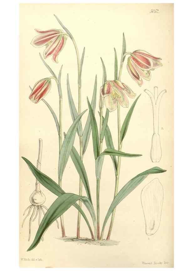 Reproducción/Reproduction 35143176691: Curtis's botanical magazine.. London ; New York [etc.] :Academic Press [etc.]