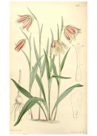 Reproducción/Reproduction 35143176691: Curtis's botanical magazine.. London ; New York [etc.] :Academic Press [etc.]
