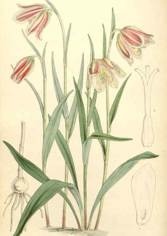 Reproducción/Reproduction 35143176691: Curtis's botanical magazine.. London ; New York [etc.] :Academic Press [etc.]