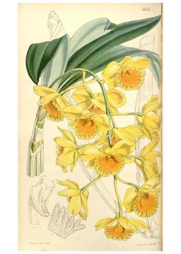 Reproducción/Reproduction 35143178491: Curtis's botanical magazine.. London ; New York [etc.] :Academic Press [etc.]
