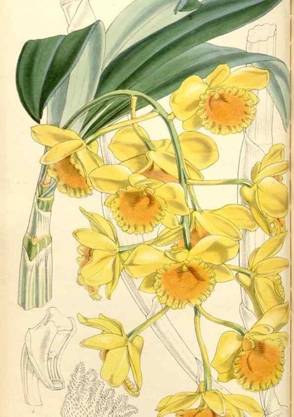 Reproducción/Reproduction 35143178491: Curtis's botanical magazine.. London ; New York [etc.] :Academic Press [etc.]