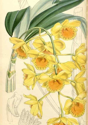 Reproducción/Reproduction 35143178491: Curtis's botanical magazine.. London ; New York [etc.] :Academic Press [etc.]
