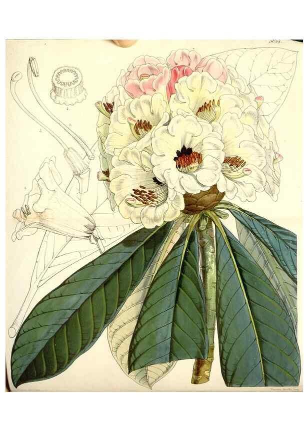 Reproducción/Reproduction 35143179931: Curtis's botanical magazine.. London ; New York [etc.] :Academic Press [etc.]