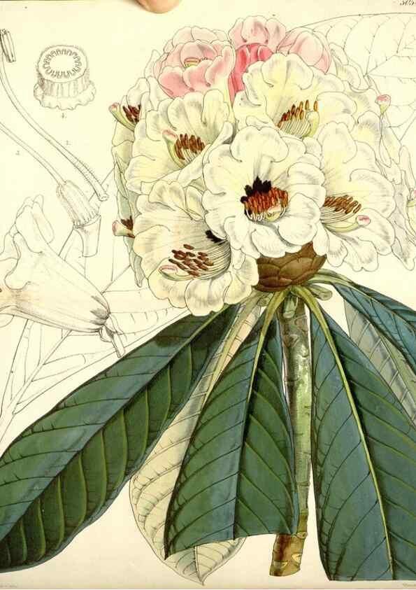 Reproducción/Reproduction 35143179931: Curtis's botanical magazine.. London ; New York [etc.] :Academic Press [etc.]