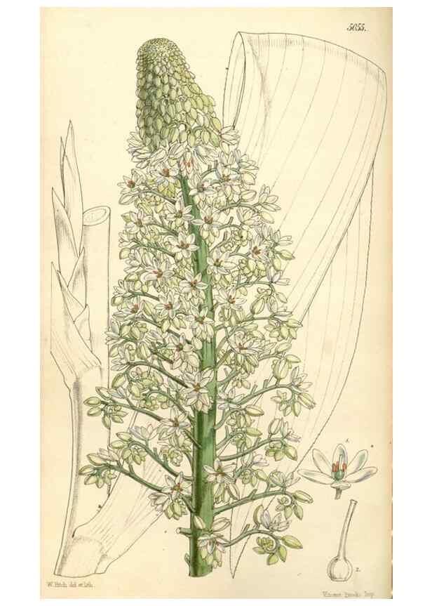 Reproducción/Reproduction 35143181571: Curtis's botanical magazine.. London ; New York [etc.] :Academic Press [etc.]