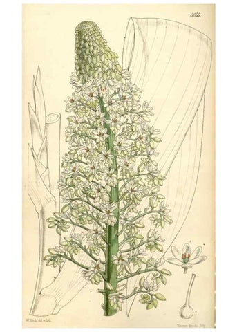 Reproducción/Reproduction 35143181571: Curtis's botanical magazine.. London ; New York [etc.] :Academic Press [etc.]
