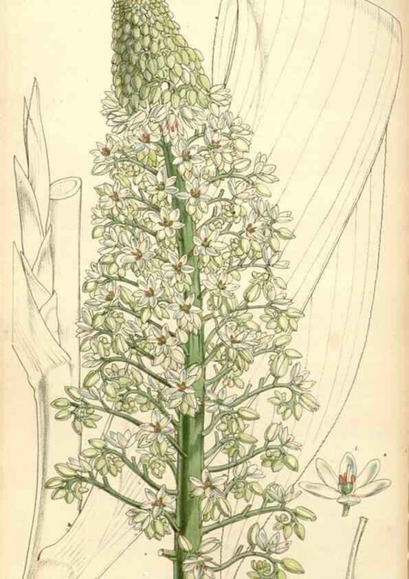 Reproducción/Reproduction 35143181571: Curtis's botanical magazine.. London ; New York [etc.] :Academic Press [etc.]