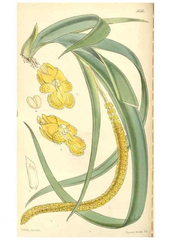Reproducción/Reproduction 35143183431: Curtis's botanical magazine.. London ; New York [etc.] :Academic Press [etc.]