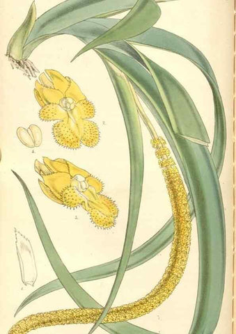 Reproducción/Reproduction 35143183431: Curtis's botanical magazine.. London ; New York [etc.] :Academic Press [etc.]