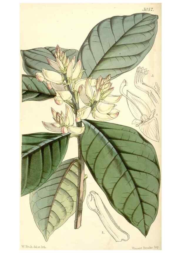 Reproducción/Reproduction 35143186031: Curtis's botanical magazine.. London ; New York [etc.] :Academic Press [etc.]
