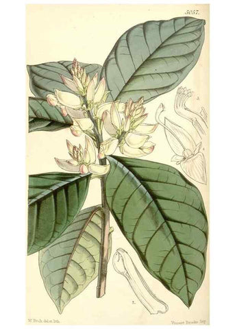 Reproducción/Reproduction 35143186031: Curtis's botanical magazine.. London ; New York [etc.] :Academic Press [etc.]