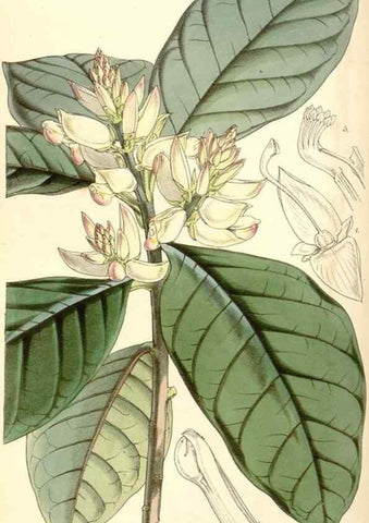 Reproducción/Reproduction 35143186031: Curtis's botanical magazine.. London ; New York [etc.] :Academic Press [etc.]