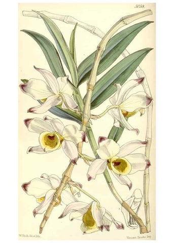 Reproducción/Reproduction 35143188401: Curtis's botanical magazine.. London ; New York [etc.] :Academic Press [etc.]