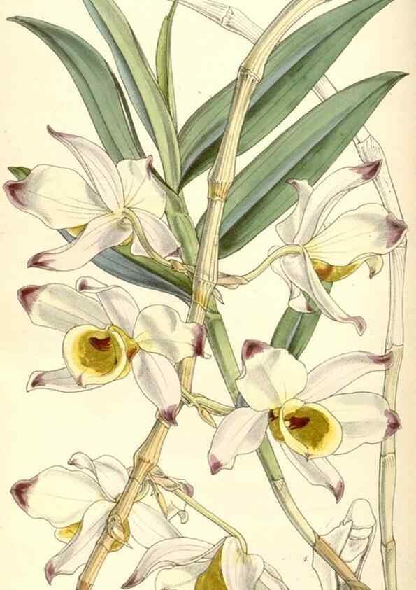Reproducción/Reproduction 35143188401: Curtis's botanical magazine.. London ; New York [etc.] :Academic Press [etc.]