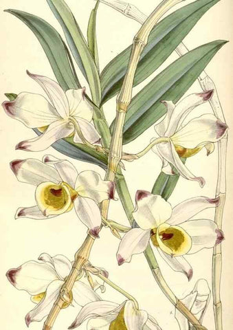 Reproducción/Reproduction 35143188401: Curtis's botanical magazine.. London ; New York [etc.] :Academic Press [etc.]