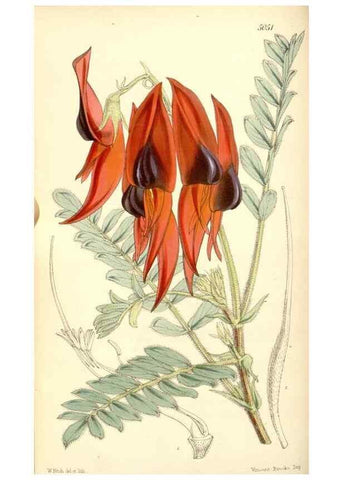 Reproducción/Reproduction 35143175131: Curtis's botanical magazine.. London ; New York [etc.] :Academic Press [etc.]