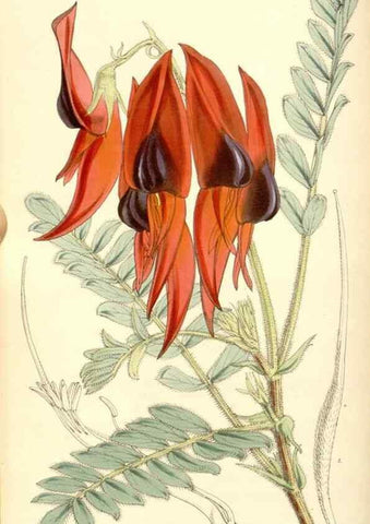 Reproducción/Reproduction 35143175131: Curtis's botanical magazine.. London ; New York [etc.] :Academic Press [etc.]