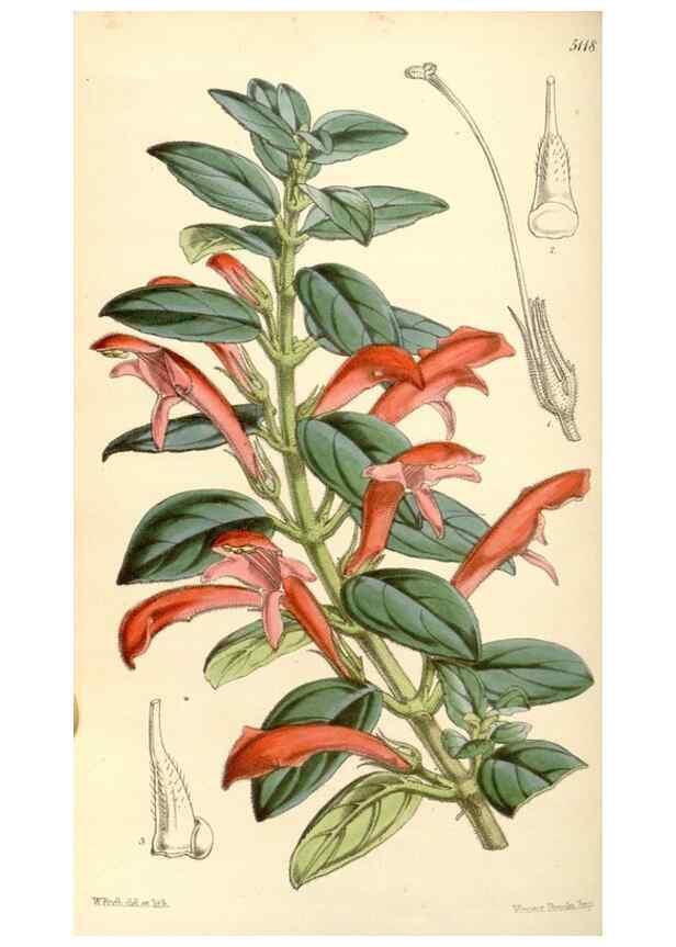 Reproducción/Reproduction 35273727175: Curtis's botanical magazine.. London ; New York [etc.] :Academic Press [etc.]