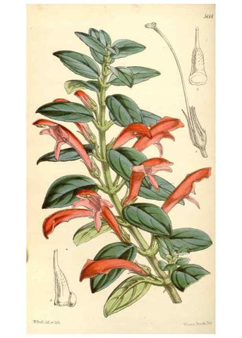 Reproducción/Reproduction 35273727175: Curtis's botanical magazine.. London ; New York [etc.] :Academic Press [etc.]
