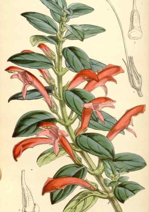 Reproducción/Reproduction 35273727175: Curtis's botanical magazine.. London ; New York [etc.] :Academic Press [etc.]