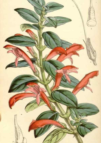 Reproducción/Reproduction 35273727175: Curtis's botanical magazine.. London ; New York [etc.] :Academic Press [etc.]