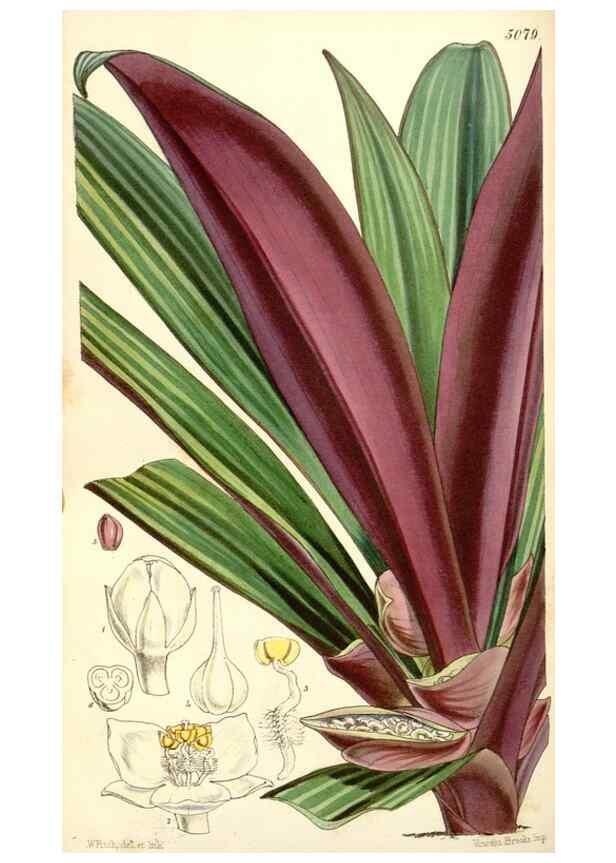Reproducción/Reproduction 34885995380: Curtis's botanical magazine.. London ; New York [etc.] :Academic Press [etc.]