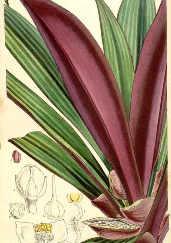 Reproducción/Reproduction 34885995380: Curtis's botanical magazine.. London ; New York [etc.] :Academic Press [etc.]