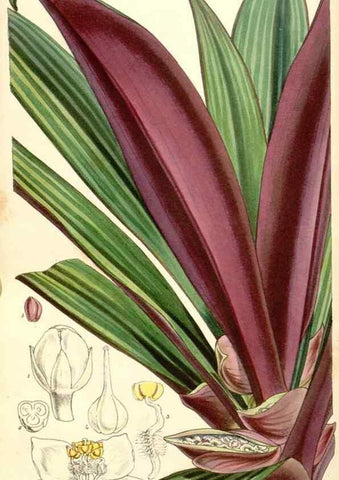 Reproducción/Reproduction 34885995380: Curtis's botanical magazine.. London ; New York [etc.] :Academic Press [etc.]