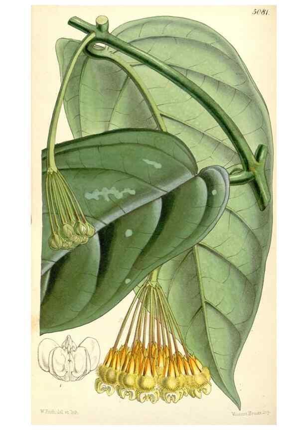 Reproducción/Reproduction 34886001160: Curtis's botanical magazine.. London ; New York [etc.] :Academic Press [etc.]