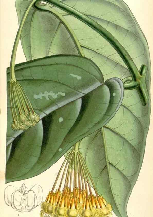 Reproducción/Reproduction 34886001160: Curtis's botanical magazine.. London ; New York [etc.] :Academic Press [etc.]