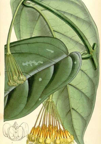Reproducción/Reproduction 34886001160: Curtis's botanical magazine.. London ; New York [etc.] :Academic Press [etc.]