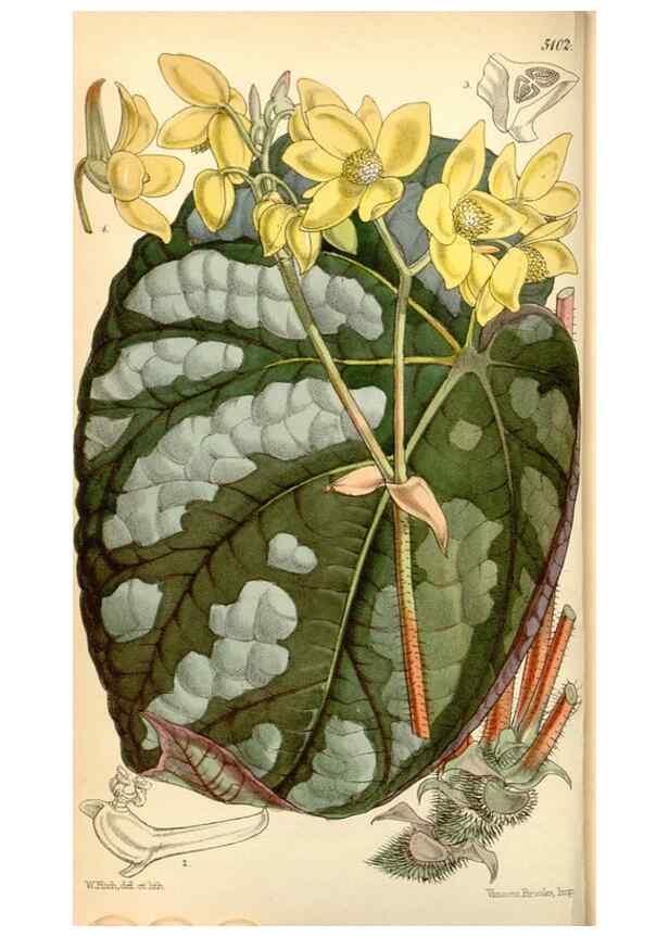 Reproducción/Reproduction 34429682054: Curtis's botanical magazine.. London ; New York [etc.] :Academic Press [etc.]