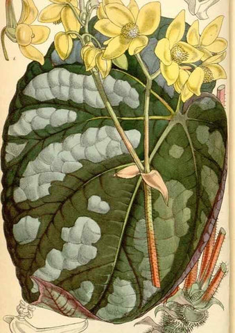 Reproducción/Reproduction 34429682054: Curtis's botanical magazine.. London ; New York [etc.] :Academic Press [etc.]