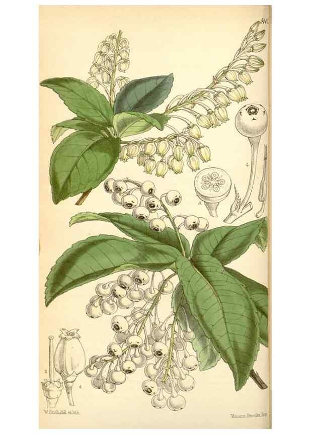 Reproducción/Reproduction 34429685394: Curtis's botanical magazine.. London ; New York [etc.] :Academic Press [etc.]